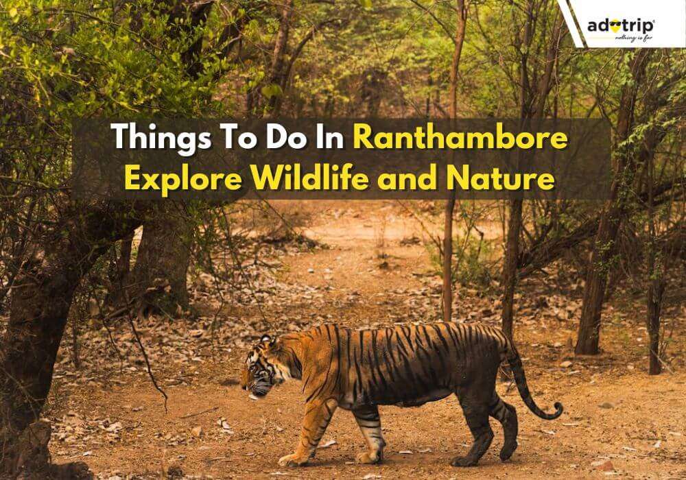 Best Things To Do In Ranthambore